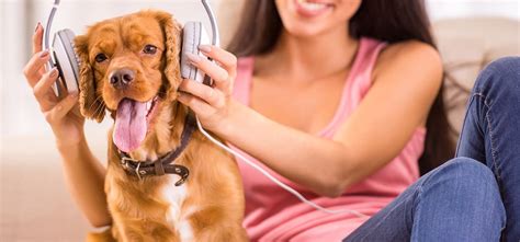 can dogs listen to music - do they have a musical preference?